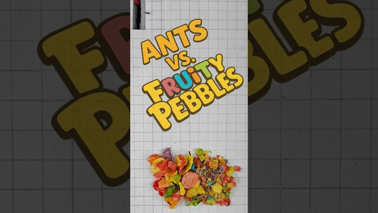 Sugar Ants vs Fruity Pebbles cereal.  time-lapse