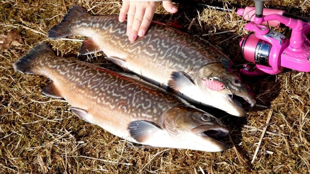 DE NYE PÅSKEÆG 2022: Flotte specialfisk på de nye farver i Drive in Put and Take
