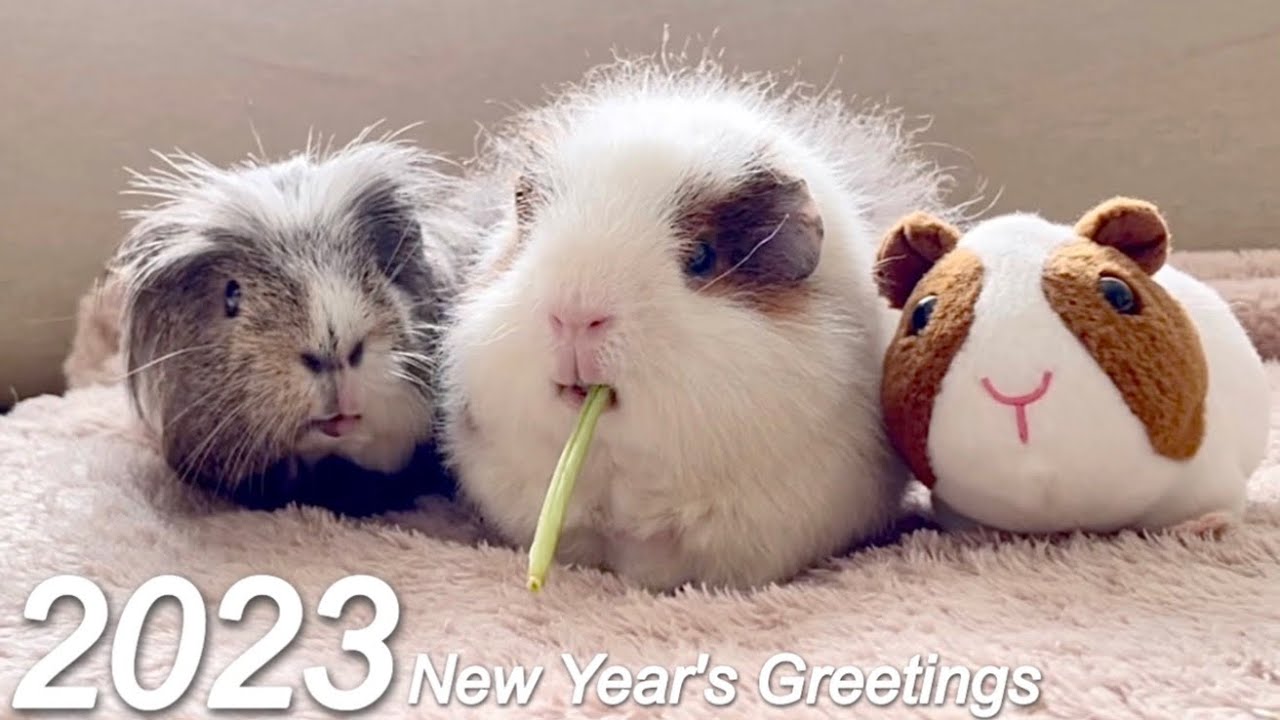 【ASMR】新年のごあいさつ（モルモットのモグモグ同好会）New Year's Greetings