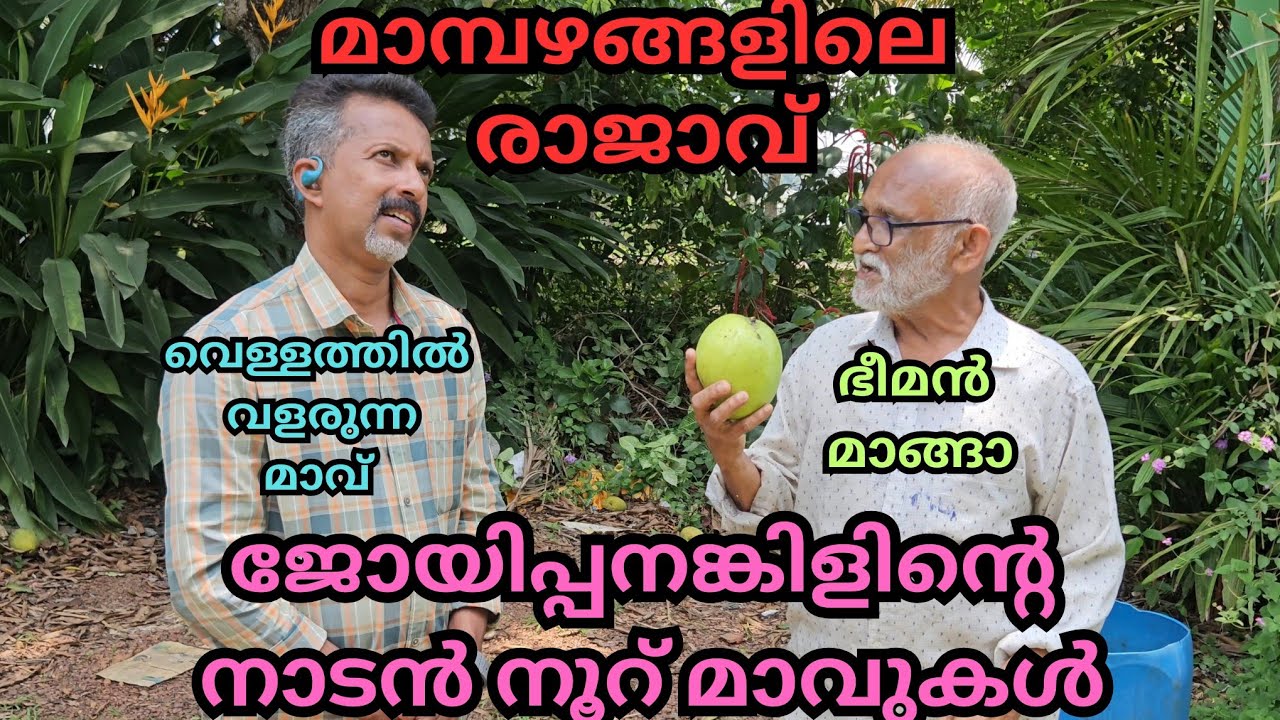 എവിടെത്തിരിഞ്ഞാലും മാവും മാമ്പഴവും#plants#mango#fruits#tropical plants#agriculture#trees#mango farm