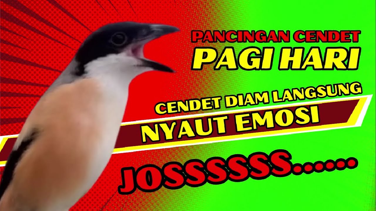 PANCINGAN CENDET PAGI HARI❗ CENDET DIAM PASTI NYAUT DENGAR SUARA BEGINI❗❗