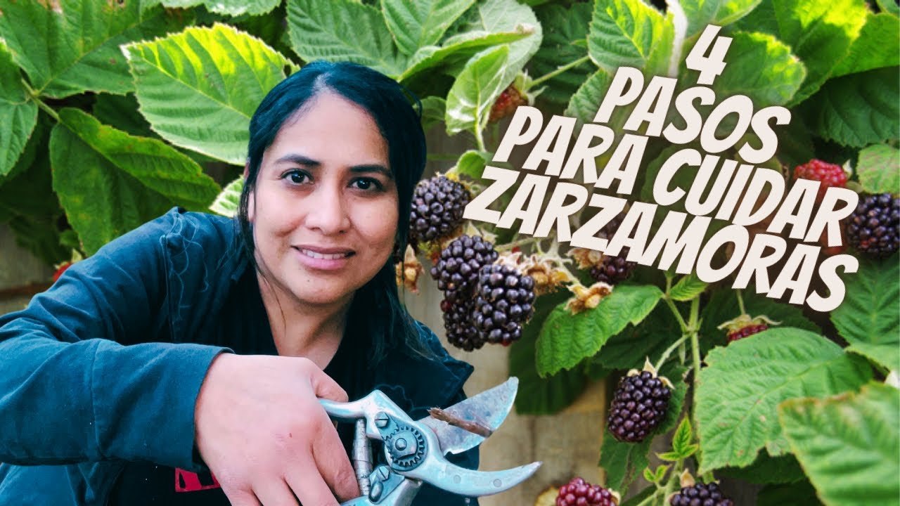 4 pasos para cuidar zarzamoras y tener una gran producción, Cuidados, Poda, Fertilizante y Más