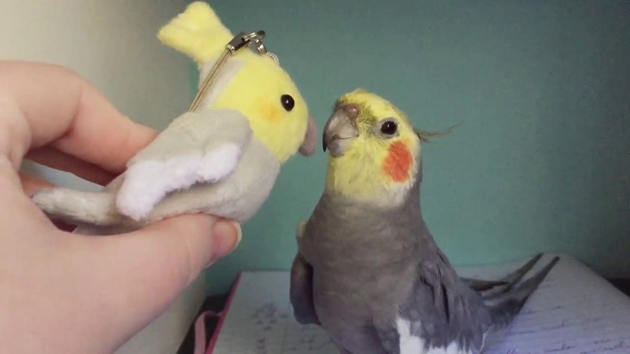 It Honks Back?!