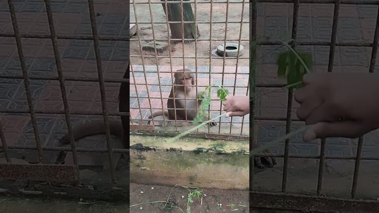 সাভারের মিনি চিরিয়াখানার, একটু বানোরের সাথে দুষ্টমি করলাম