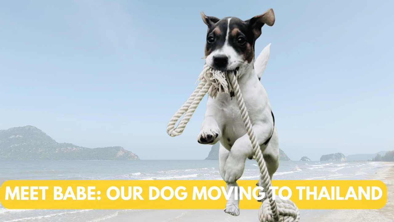 The Parson Russel Terrier who is moving to Thailand. Why Babe is called Babe and 1 year recap.