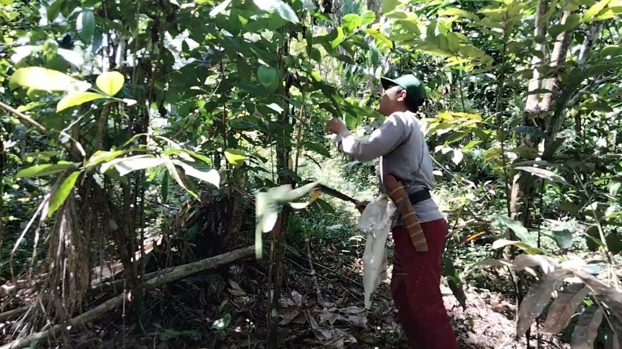 sahabat petani cekatan // kopi sudah hampir tidak terawat kita service penunasan