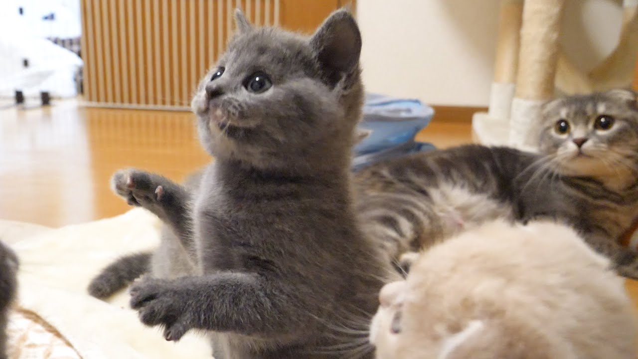 母の教育力はいつも偉大で…w スコティッシュフォールドつむの子猫の成長記録…kitten and education