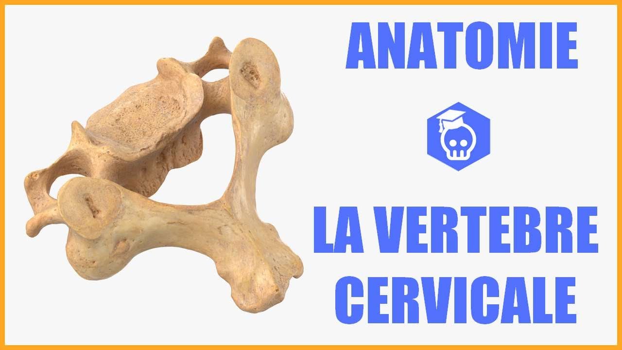 ANATOMIE - LA VERTEBRE CERVICALE TYPE