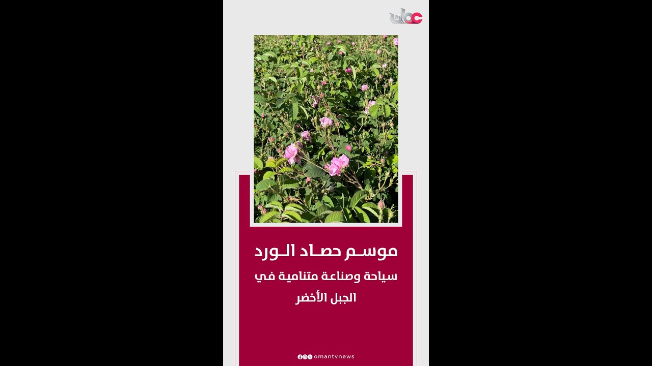 موسم حصاد الورد.. سياحة وصناعة متنامية في ولاية #الجبل_الأخضر.