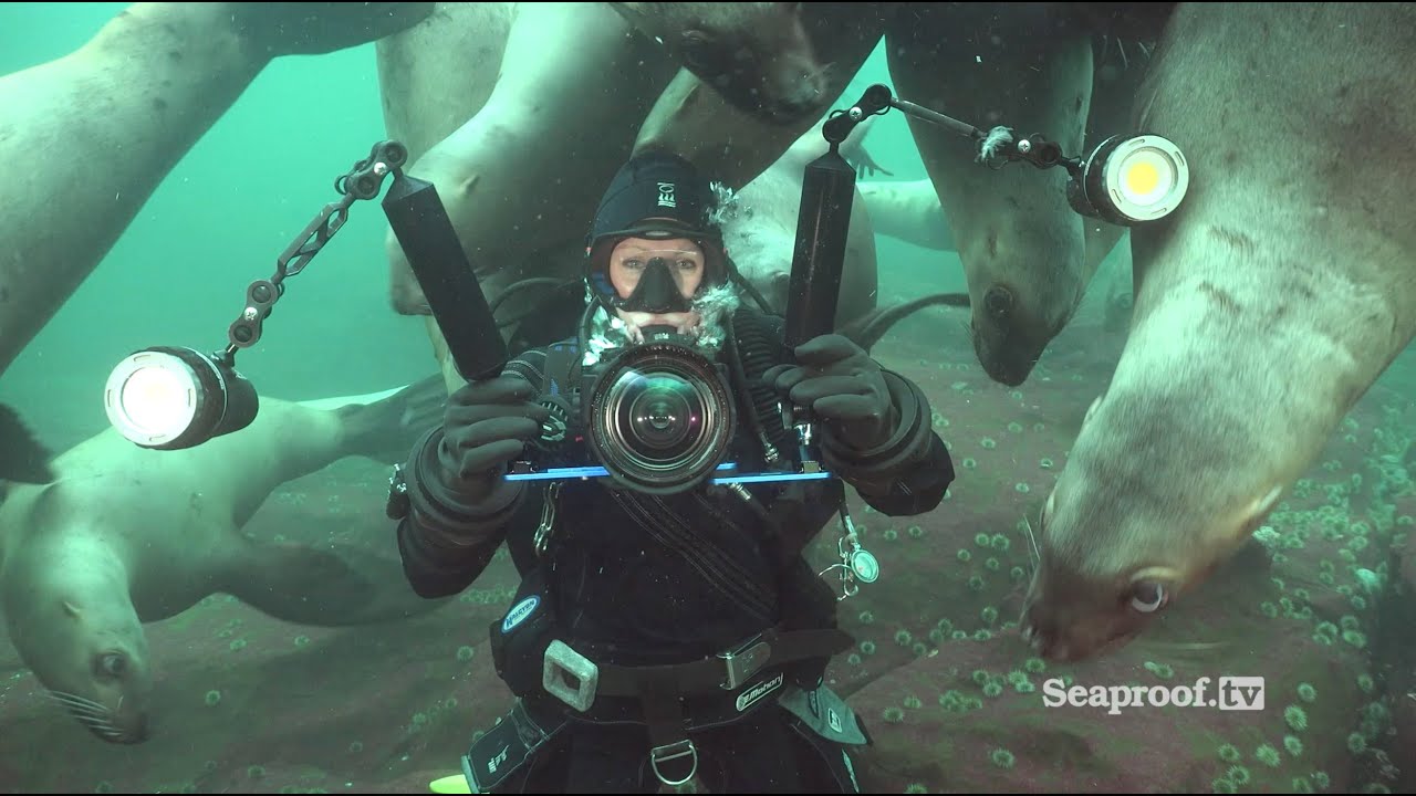 Scuba diving with sea lions at Vivian Island & Hornby Island, British Columbia!