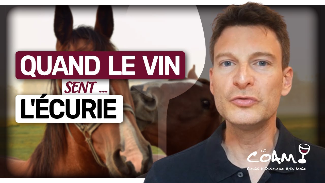 Quand le vin sent ... l'écurie 🐎 (Leçon n°74)
