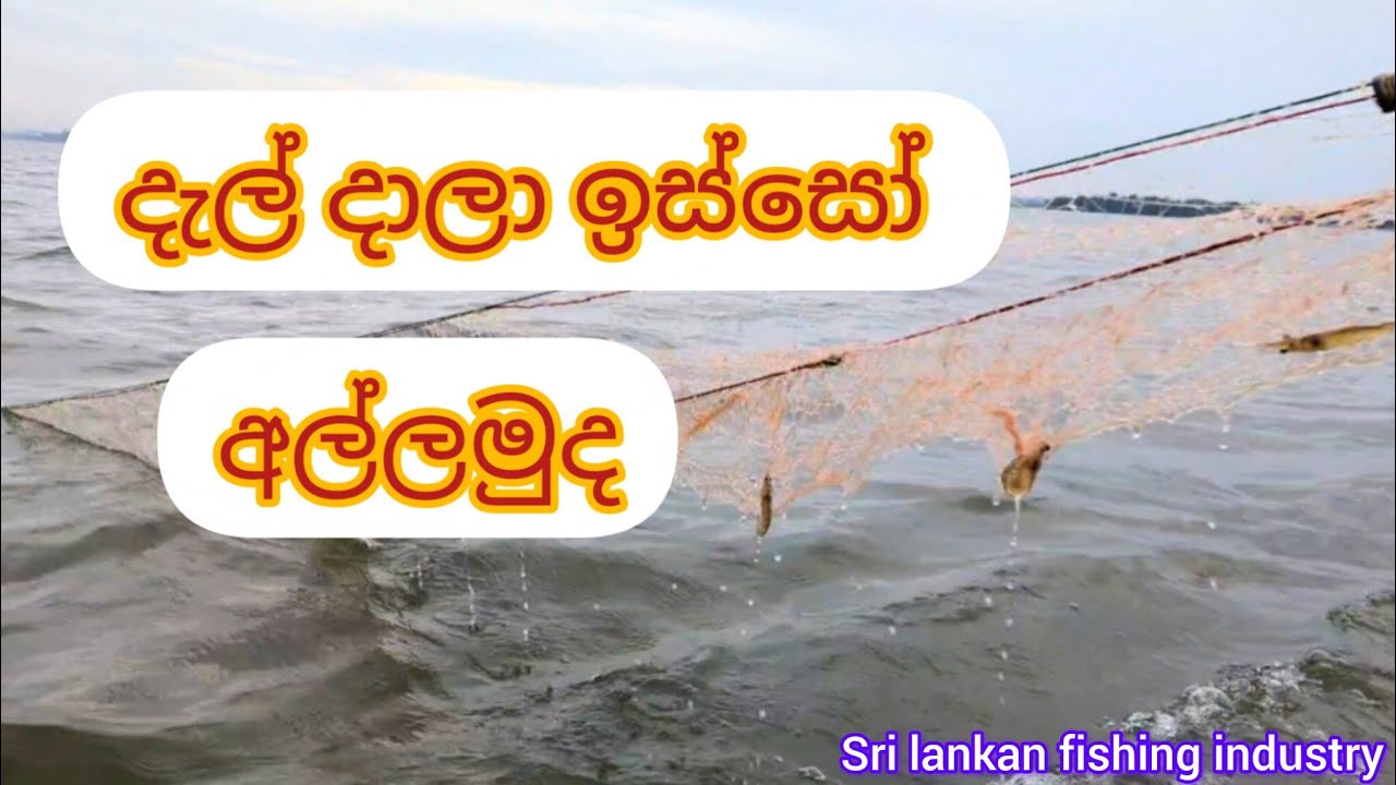 කලිස්සන් රස්සාව . 🦐🦐🦐🦐 /Catching shrimp #prawns 