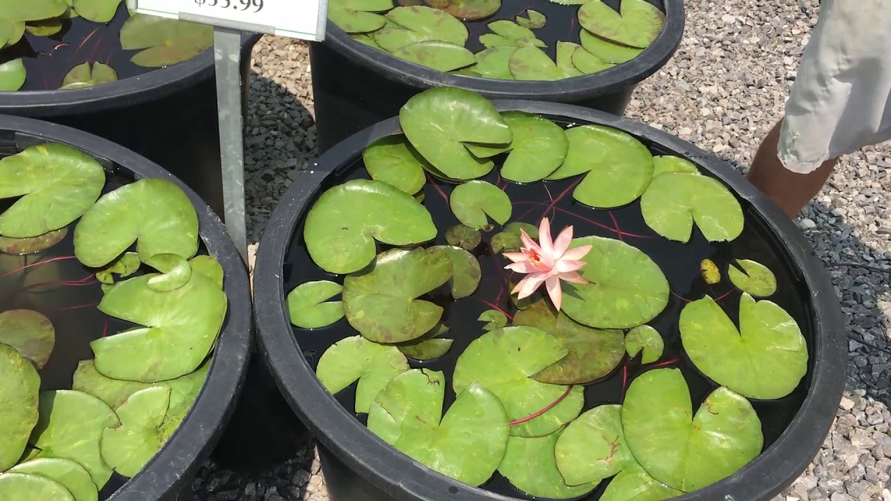 Water Lilies For Your Pond