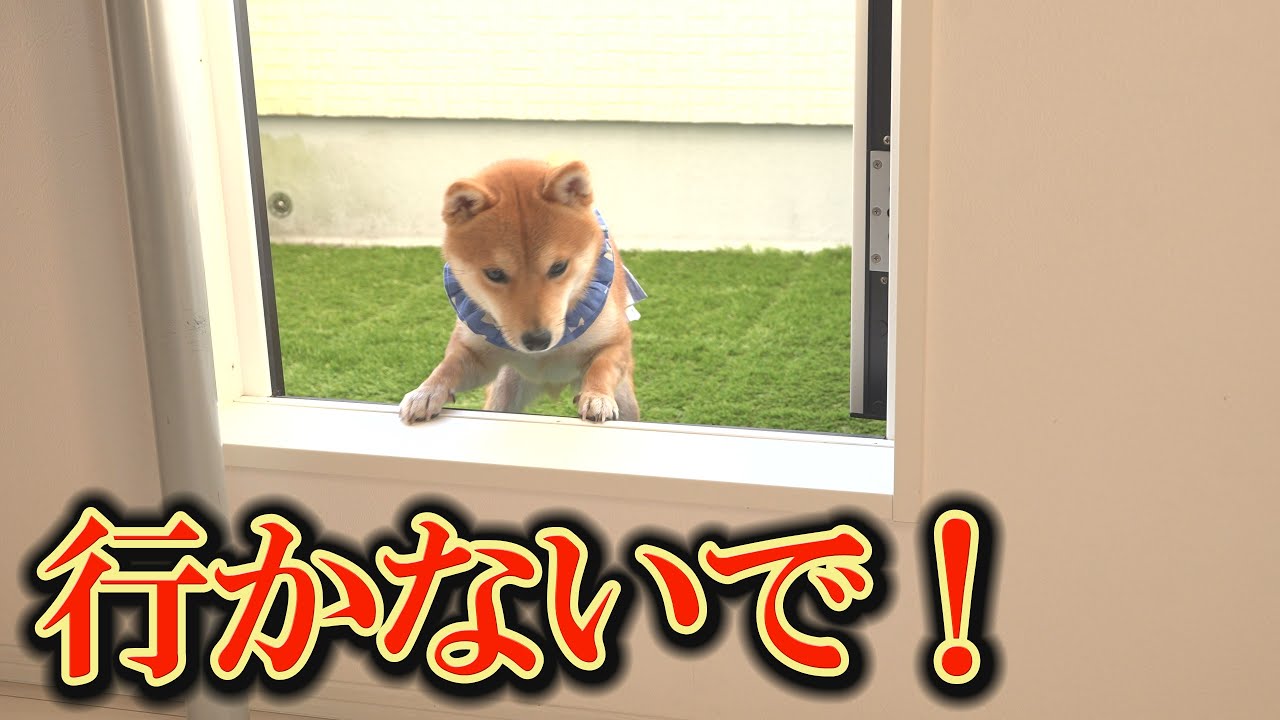 障害物を乗り越えられず、姉柴犬に置いてけぼりにされる子犬・・・ピーピー泣きながら乗り越えることは出来るのか？