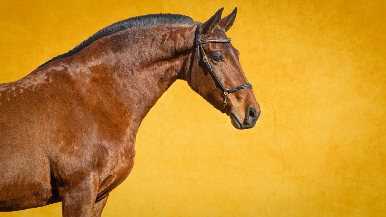 Horse for Sale |  Lusitano Licensed Broodmare by Rubi AR (REF#1012)