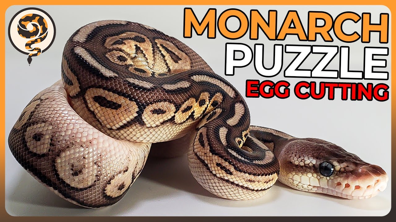 This Surprise Clutch might be Our Most Important! - Puzzle X Monarch Egg Cutting