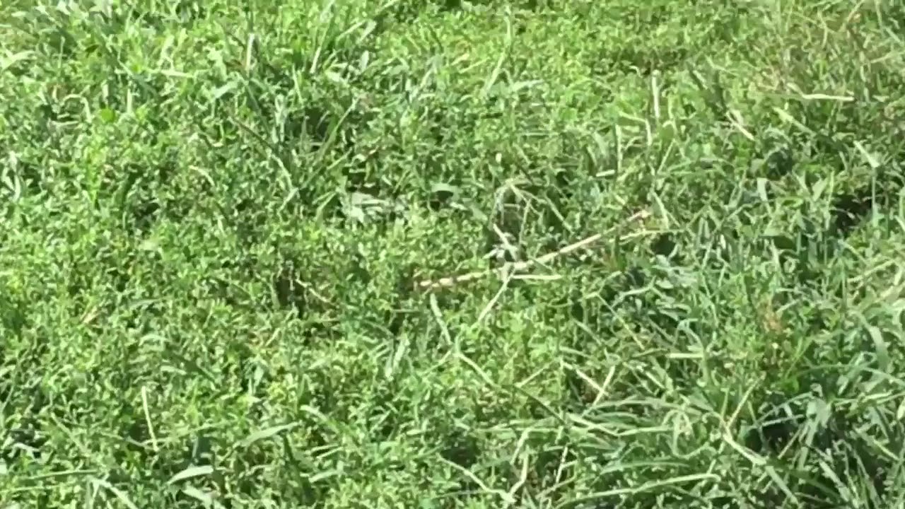 Blue Winged Digger Wasps!!