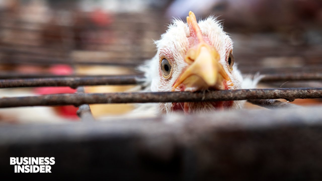 How Bird Flu Is Spreading Across The US | Business Insider Explains | Insider News