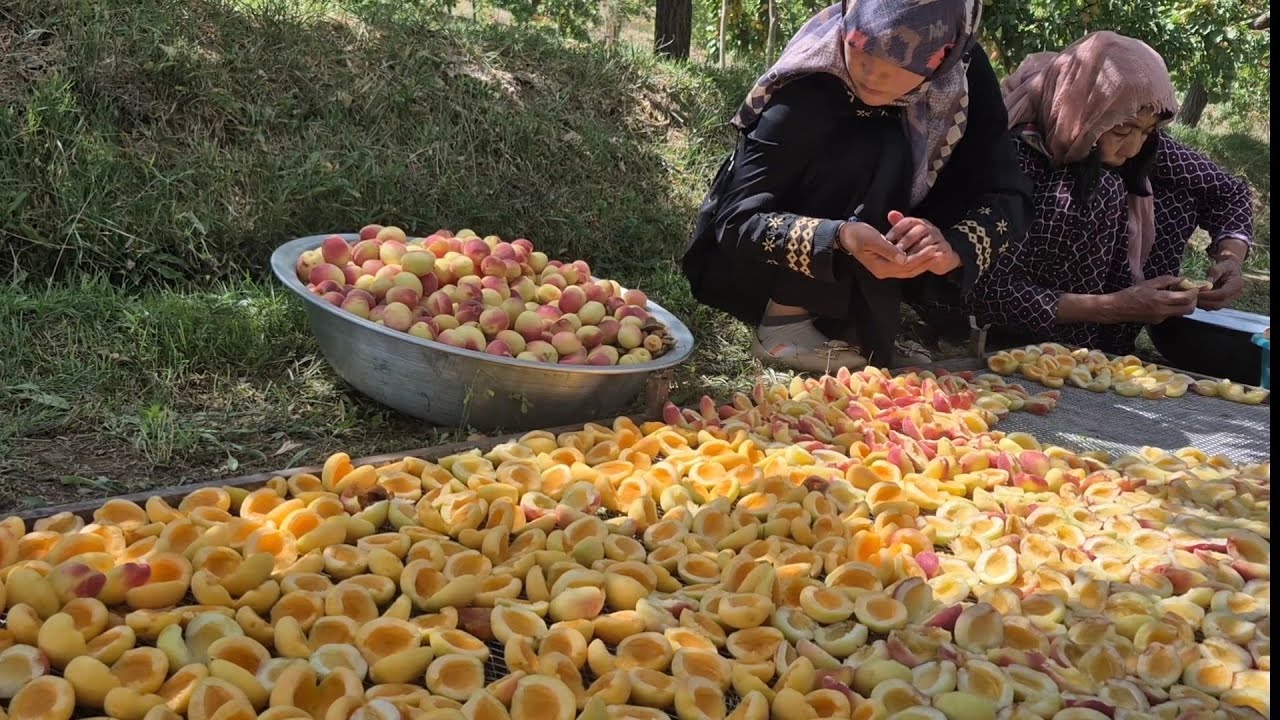 Apricot season in beautiful Jaghori