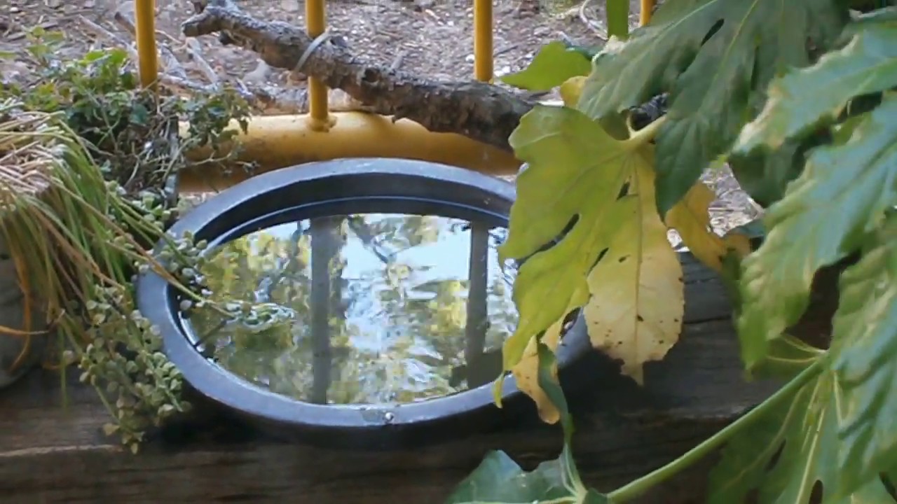 Reggae in water
