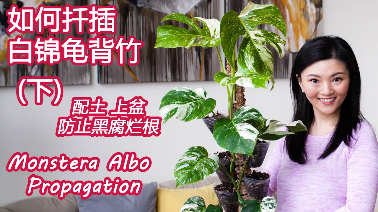 龟背竹 白锦龟背竹 成功率最高的扦插方法 | 配土 入盆 | 扦插生根全攻略 | 操作全程实拍 | 不黑腐不烂根 | 两周水苔发根状态更新 | Monstera Albo Propagation |