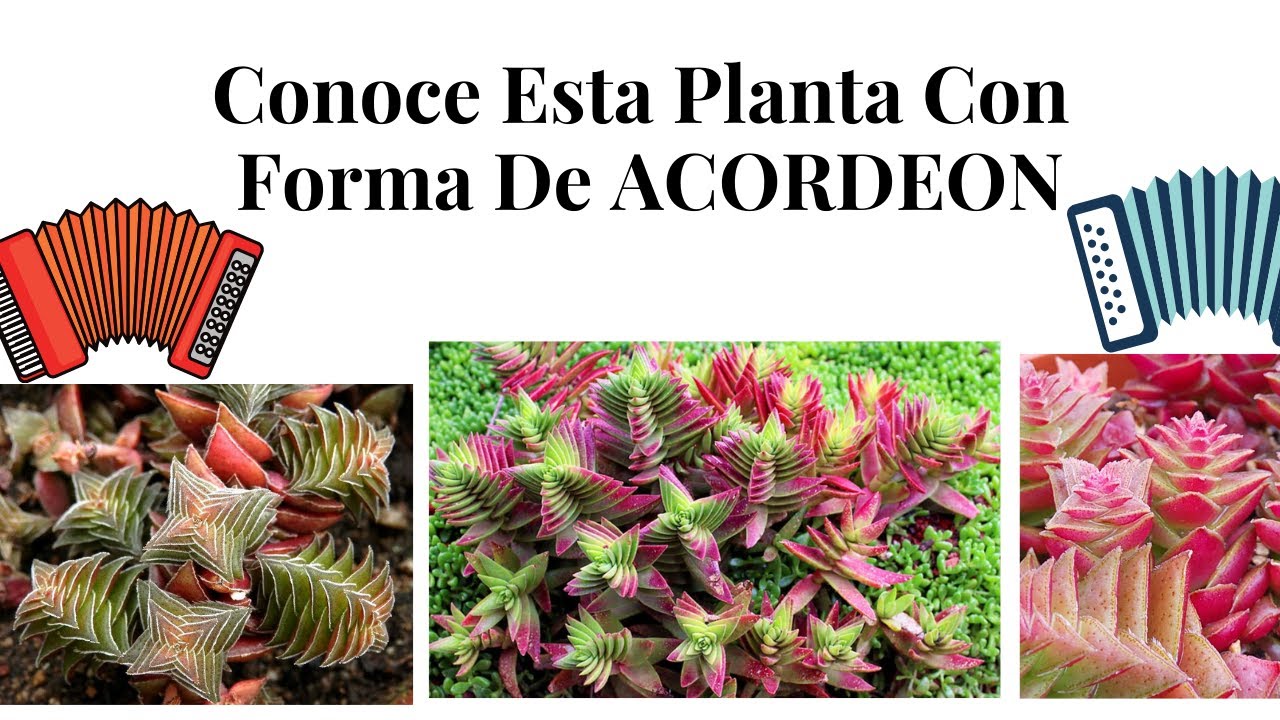 Crassula Thyrsiflora PLANTA ACORDEON IMPRESIONANTE