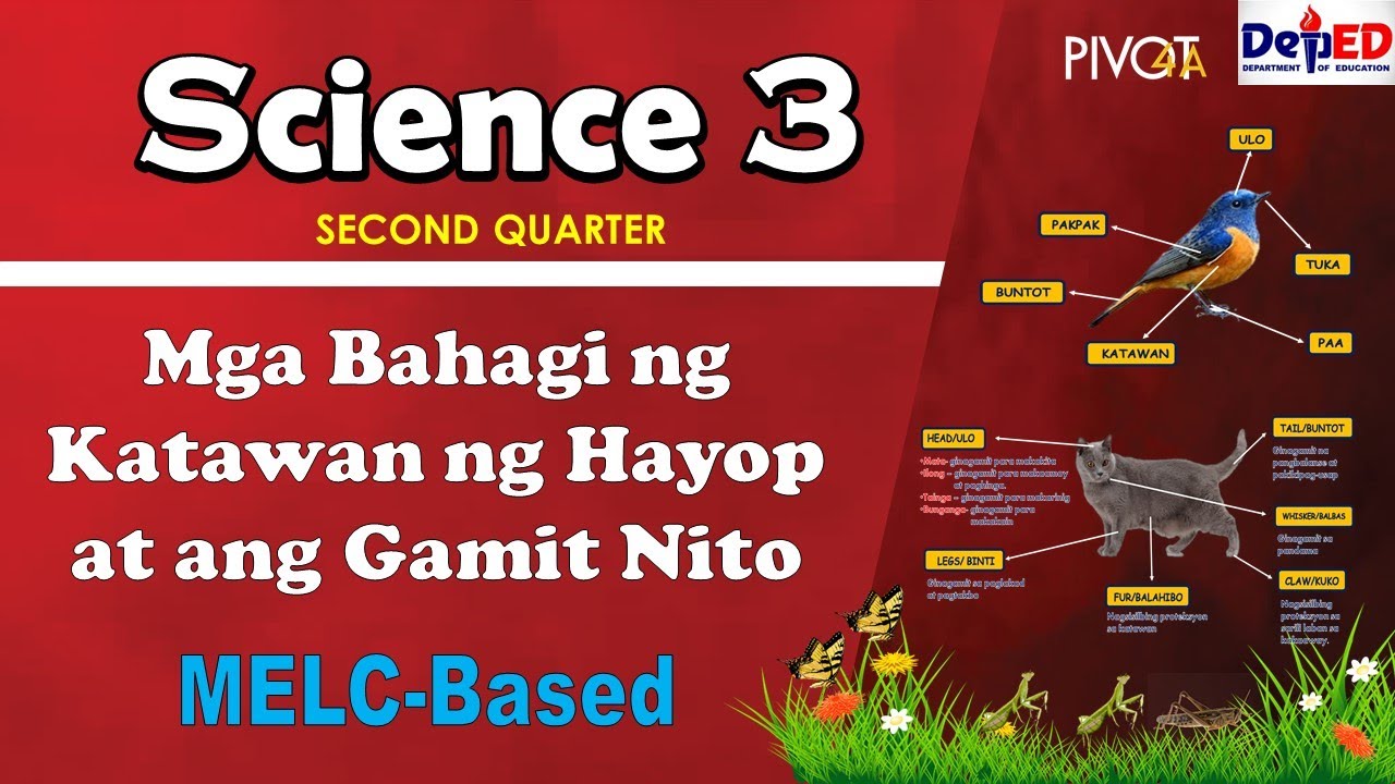 Mga Bahagi ng Katawan ng Hayop at ang Gamit Nito |w/ Activities and Answer Key| SCIENCE 3| QUARTER 2