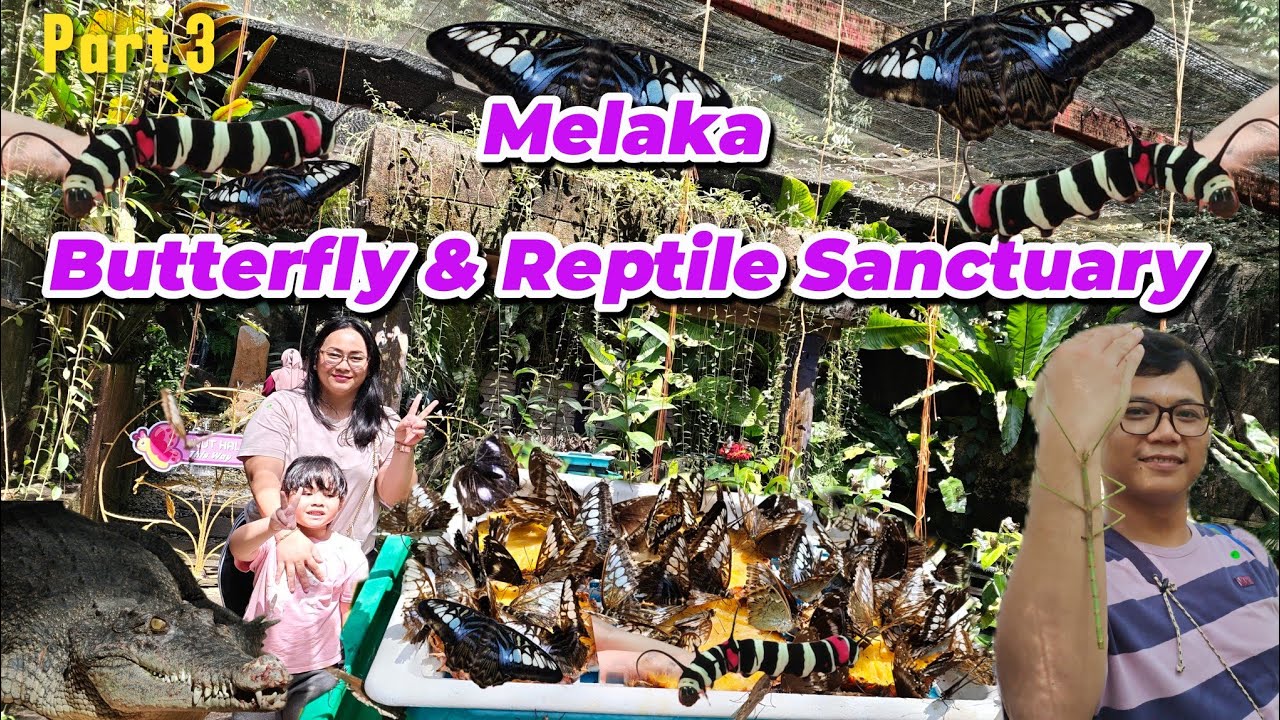 Woww! 🤩Melaka Butterfly & Reptile Sanctuary | Asteria Hotel