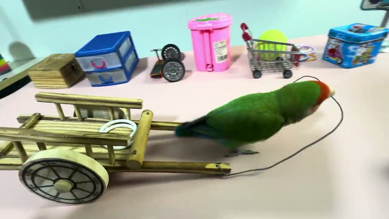 Bird Training:smart lovebird parrot l smart little cute parrot  #training#smartparrot#cute 