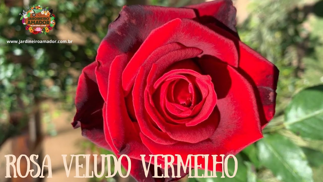 Rosa Veludo Vermelho | Como Cultivar em Vaso
