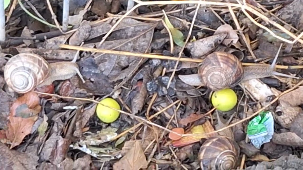 Snails migration