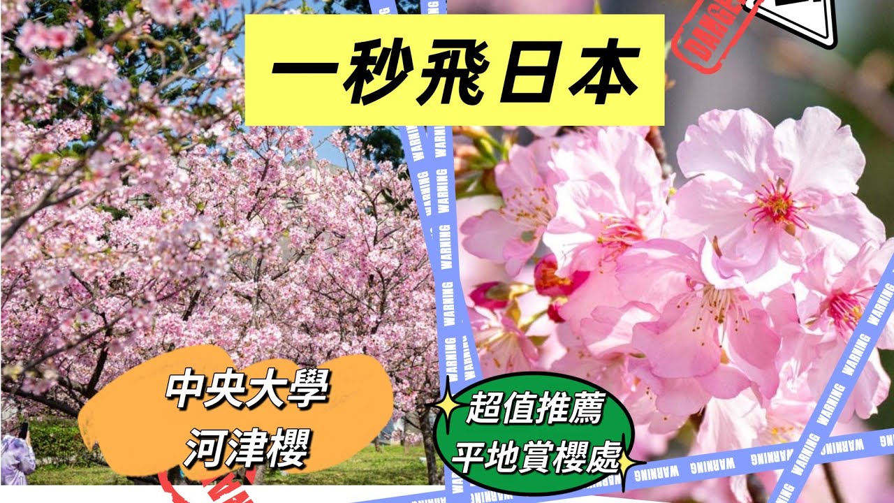 中大湖 河津櫻 今年最美的相遇 美麗竟如此靠近 #中大湖 #中壢景點 #櫻花季 