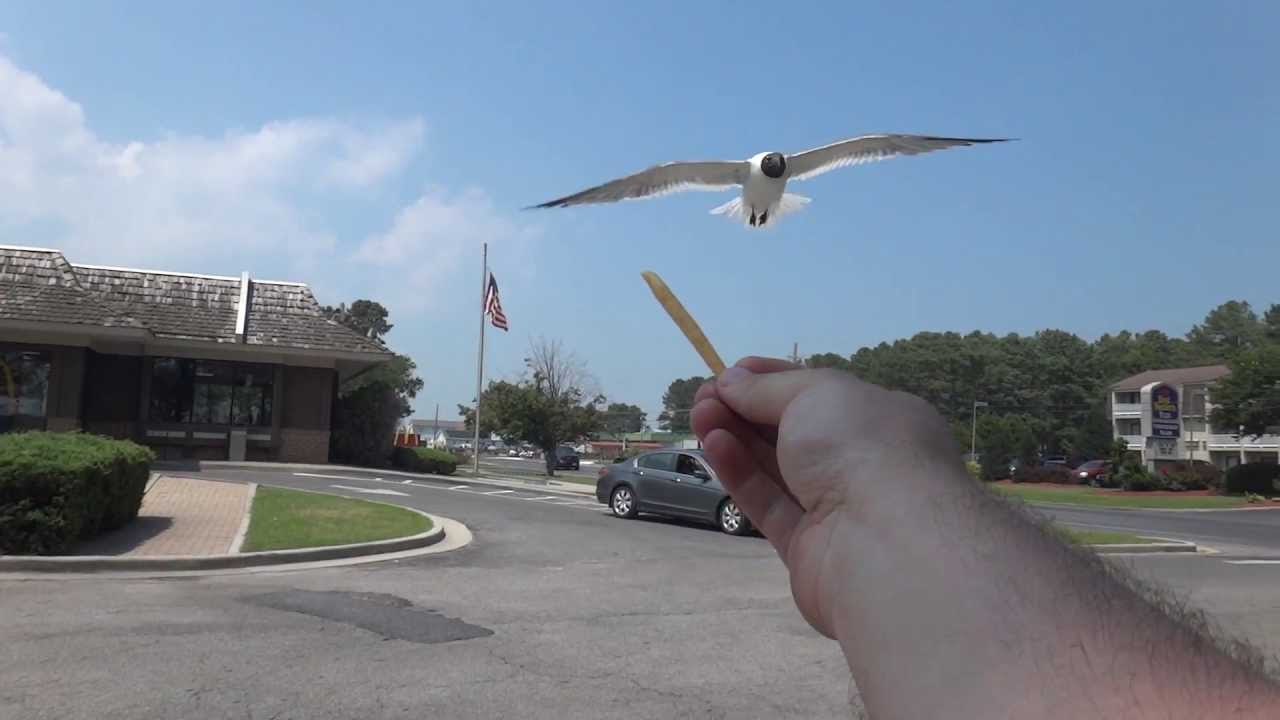 A Seagull feeding frenzy! at McDonald's  Eating out of my hand!