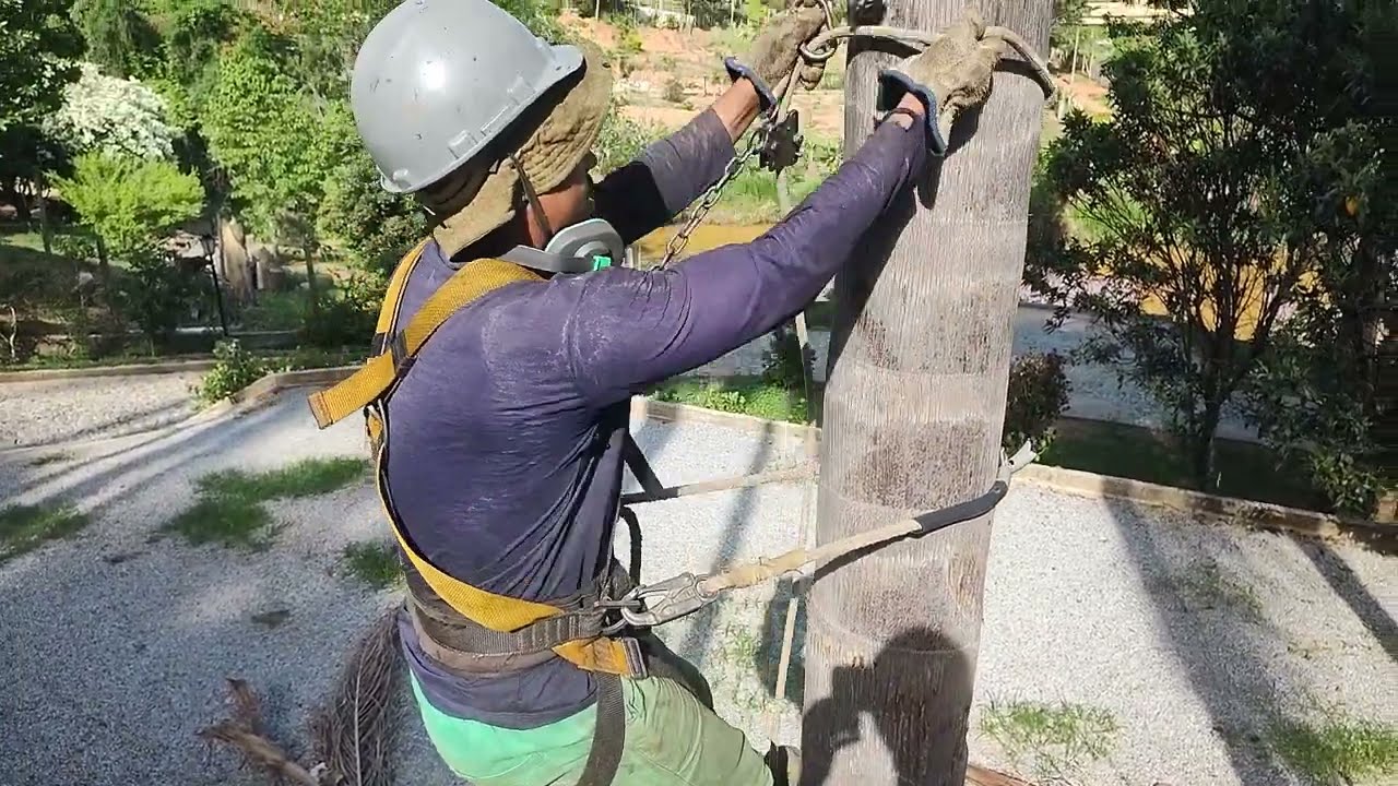 Como subir em árvores com espora de bico - Poda de árvores com motosserra