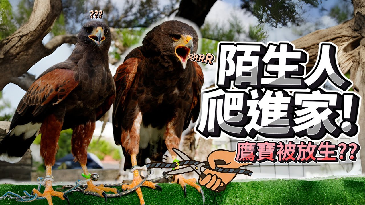 有人翻牆「放生」鷹寶？！寵物猛禽面臨的殘酷現實 | 波氏家族 popofamily