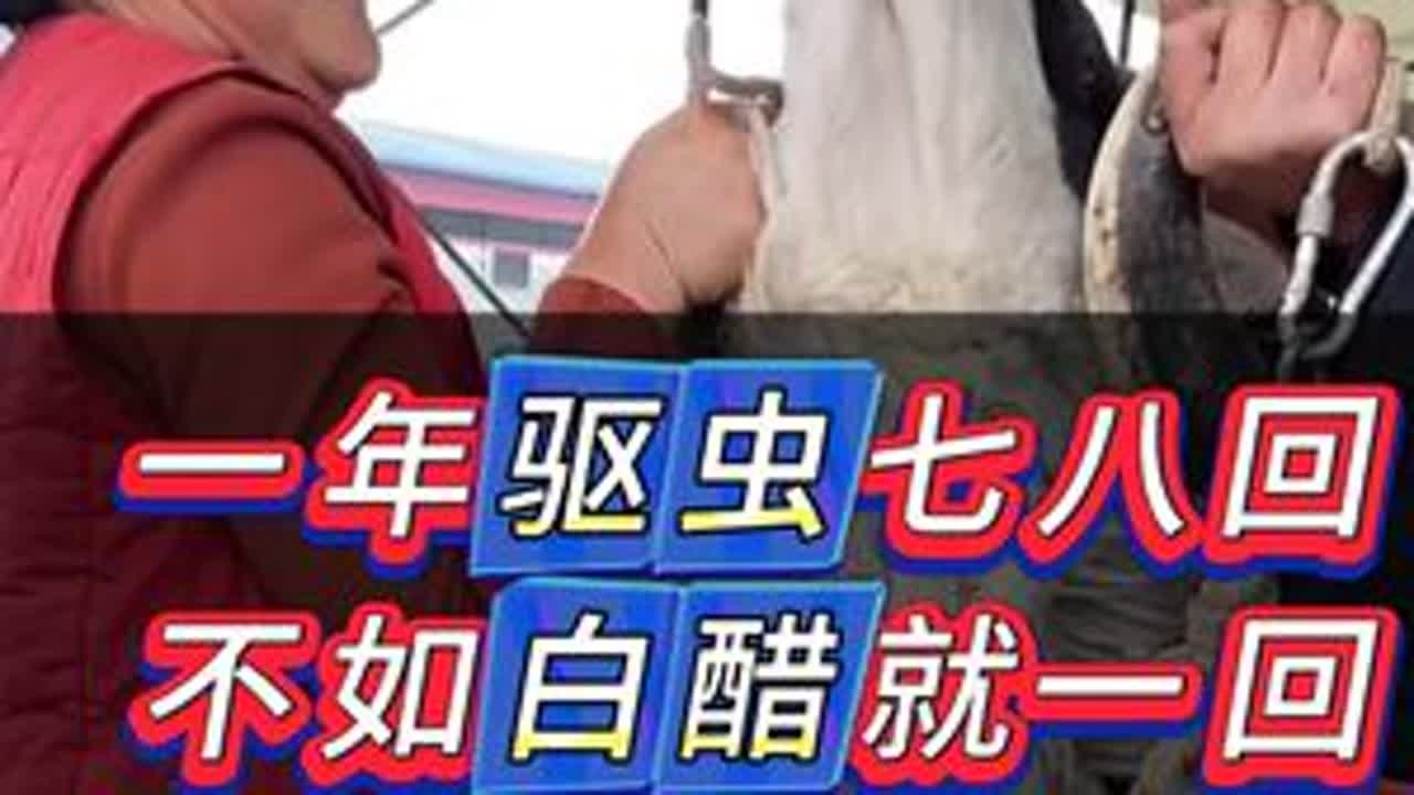 #养羊#牛羊养殖#新手养羊#养羊人