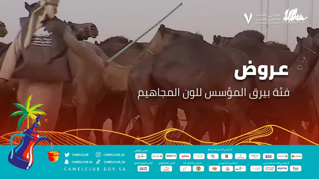 🎥 | عروض فئة بيرق المؤسس للون المجاهيم 🐪 #مهرجان_الملك_عبدالعزيز_للإبل7  #همة_طويق
