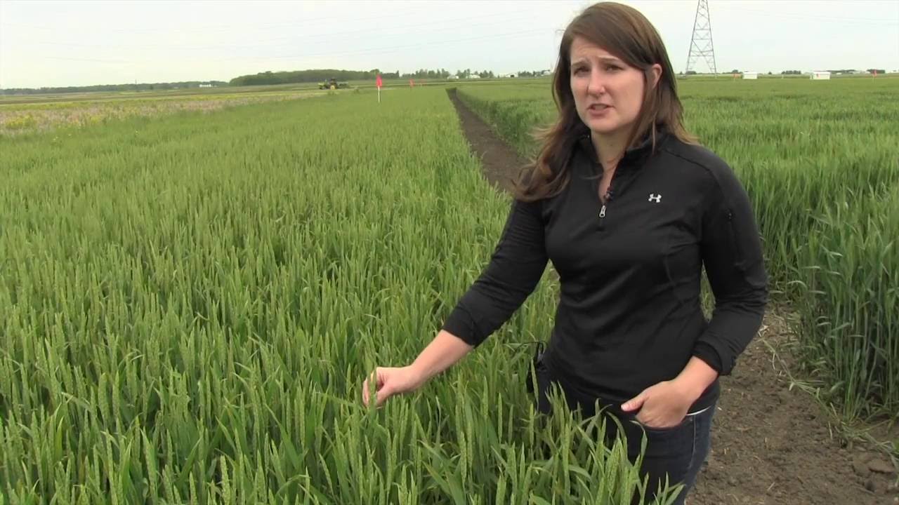 Optimal Fungicide Timing for Fusarium Head Blight