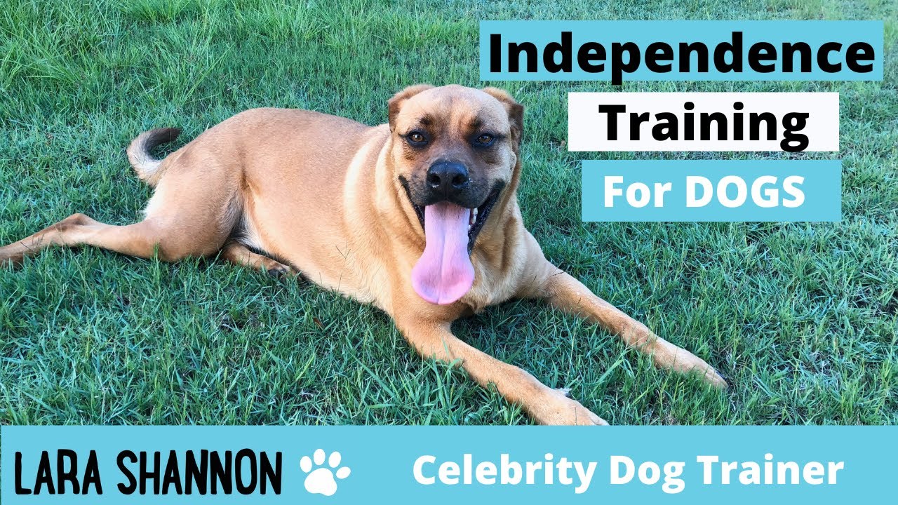 Independence training for dogs - Expert Dog Trainer tips - Separation Anxiety