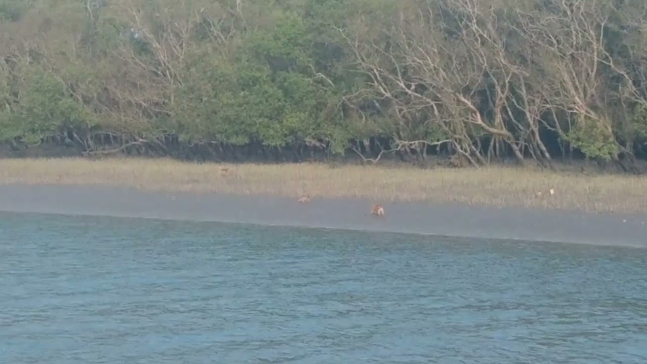 সুন্দরবনের ভিডিও। কৈখালি ঘাট🗣️