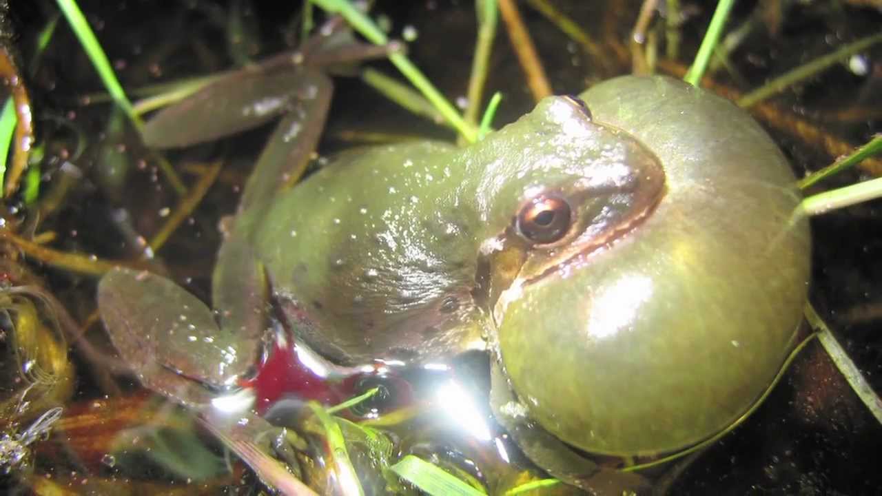 David Blackburn, Frog Communication | California Academy of Sciences