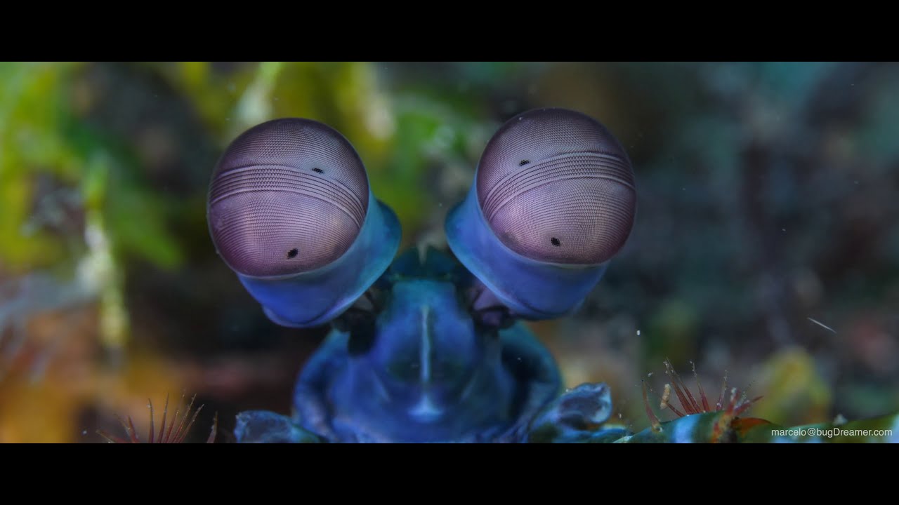 4K Lembeh | Halmahera | Raja (feb 2019)
