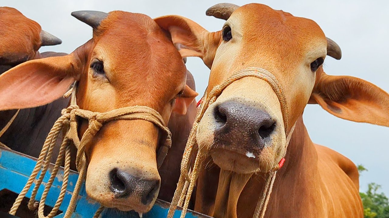 cow unloading, cow videos, cow video, animal, big cow, goru hamba cow, Ep-30