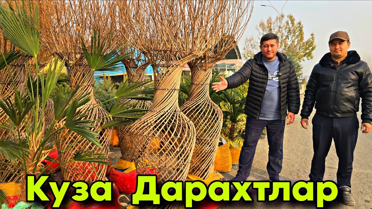 Декоративний  Дарахтлар нархлари 