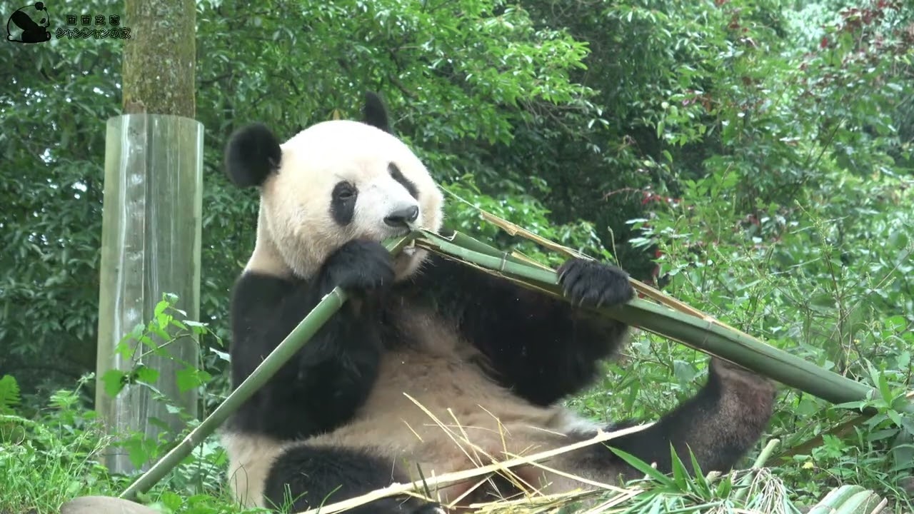 Xiang Xiang’s Amazing Footwork!