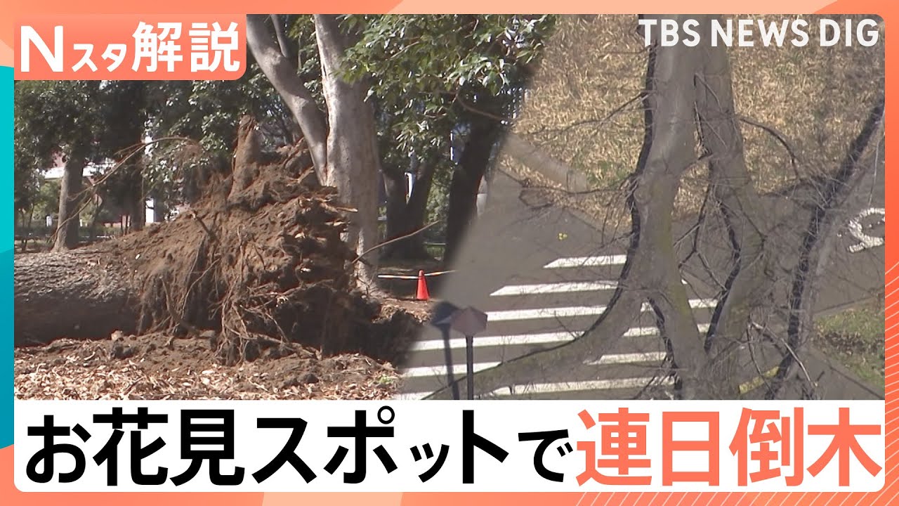 都内有数のお花見スポットの公園で連日倒木…一体なぜ？【Nスタ解説】｜TBS NEWS DIG