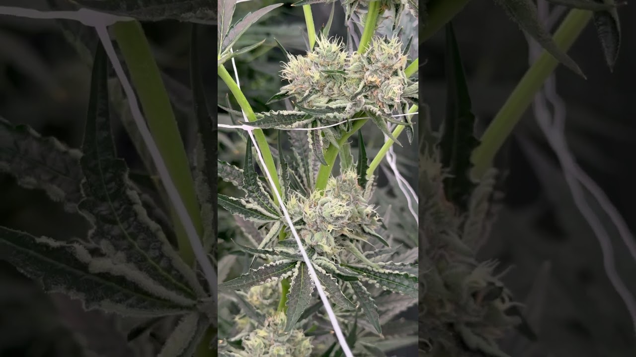 Cookies Seedbank Dried Fruit & Elephant Trunk #cannabis #cannabiscultivation #cannabiseducation