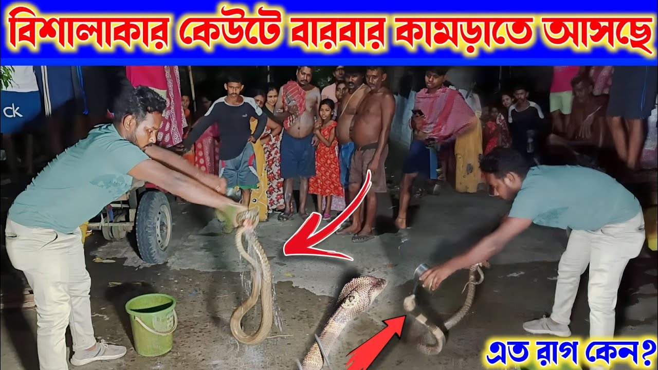 এতো রাগ কেন❔️বারবার কামড়াতে আসে এই বিশাল কেউটে সাপ❕️| Samiran Barik Rescuer |