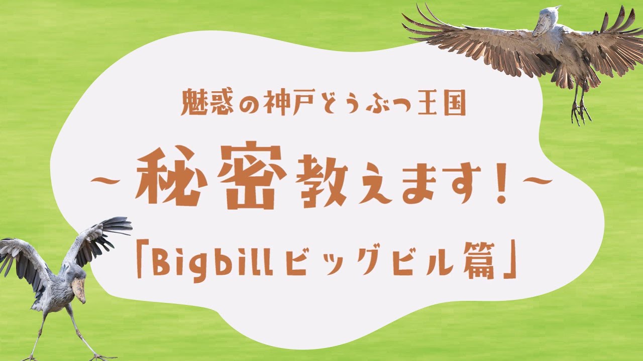 「Big billビッグビル篇」魅惑の神戸どうぶつ王国～秘密教えます！～【クラウドファンディング】