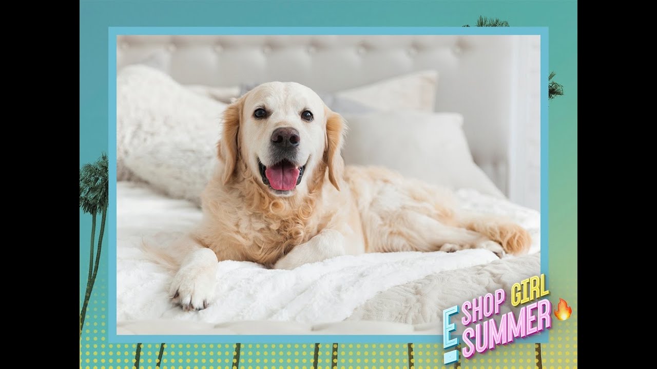 Stay! These 6 Dog-Friendly Hotels Are a Real Treat - E! Online